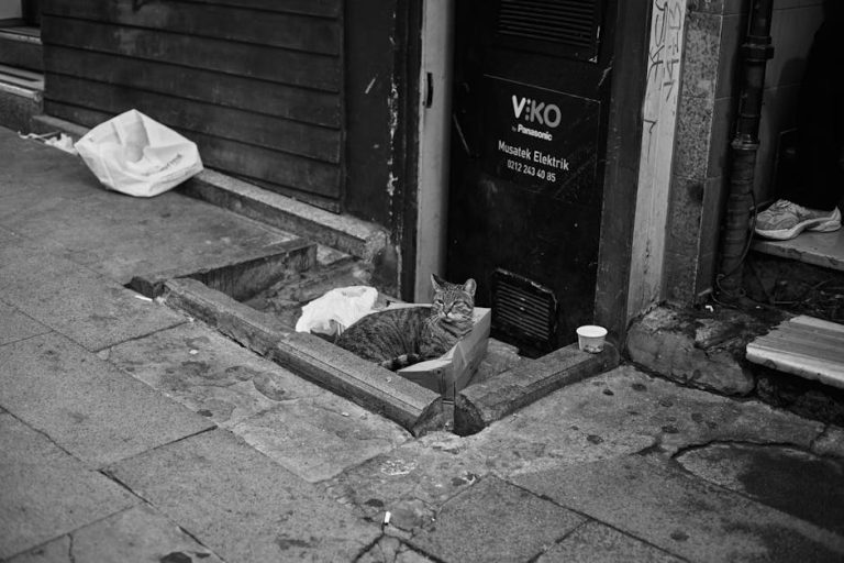 pexels-photo-33918339-3